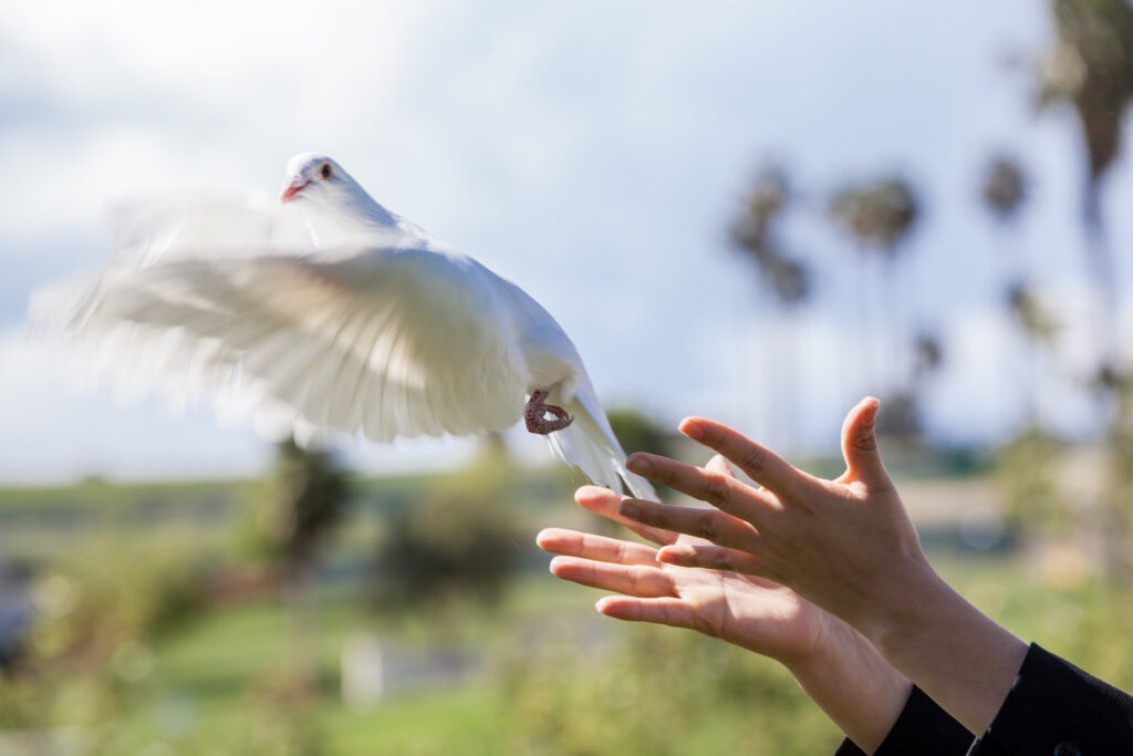 Staff White Dove Release